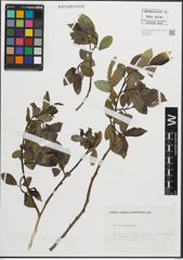 Foto von Salix pentandra L.